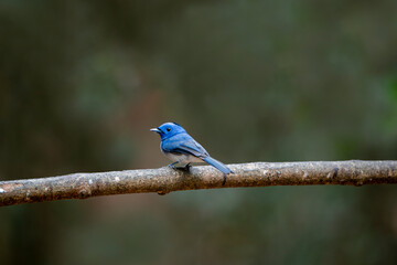 The black-naped monarch or black-naped blue flycatcher