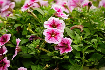 Close-up of Surfinia flowers in the garden - Petunia