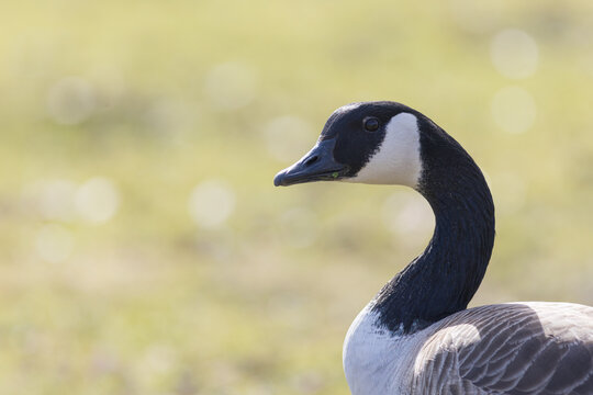 Kanadagans (Branta canadensis) schaut neugirig  