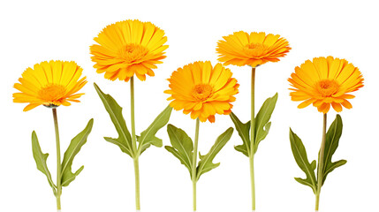 Fototapeta premium Calendula Officinalis Blooms: Vibrant Yellow and Orange Flowers in a Summer Garden on transparent background - Medicinal Herbal Plant Beauty Captured in Nature's Detail.