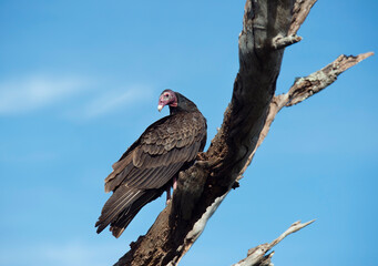  turkey vulture perches on a tree in Florida wetlands - 746493514