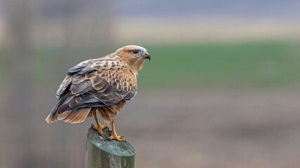 Long legged Buzzard , Buteo rufinus taken around Malatya city in Türkiye.
