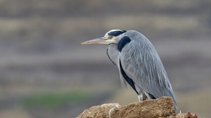 Grey Heron , Ardea cinerea taken around Malatya city in Türkiye.