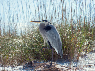 great blue heron near florida beach - 746494776