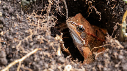Naklejka premium Frosch in einem Loch