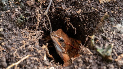 Frosch