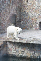 Polar bear look down right against the background of a brown wall