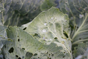 macro cabbage with drops of water