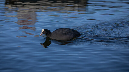 Blässhuhn im Wasser