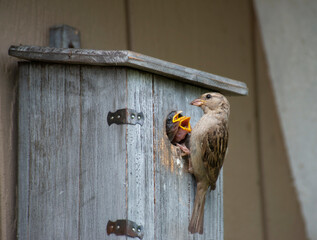 House sparrow feeds its chicks in a bird house. - 746496167