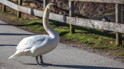 Schwan spaziert auf Weg