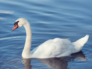 White Swan Swims in a Lake. - 746496969