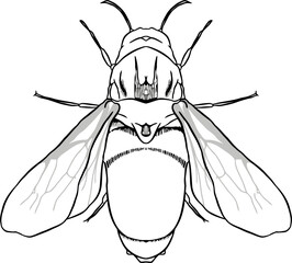 Bug insect sketch 32