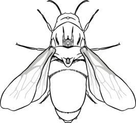 Bug insect sketch 32