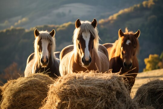 Four pet horses, animals on a hill