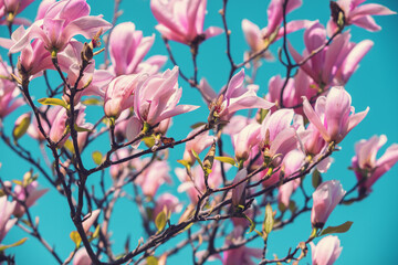 Blooming pink magnolia flowers against the blue sky. Spring. Natural vintage floral background