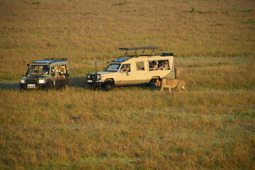 Safari Masai Mara