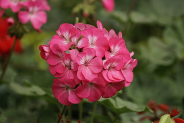 Close-up of blooming red geranium - Pelargonium hortorum