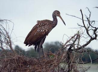 Limpkin Bird Perching - 746499552