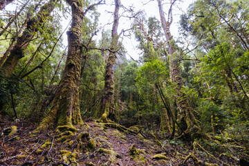 Creepy Crawly Trail in Tasmania Australia