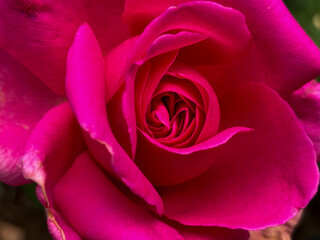 Close-up of a vibrant pink rose in full bloom with soft focus