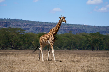 Rothschild Giraffe