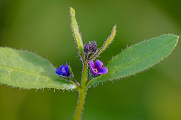 Asperugo procumbens, Madwort. Wild plant shot in spring. Small blue flower on a plant. Close-up.