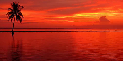 Fototapeten Stunning sunset behind palm tree over tranquil sea © Mustafa