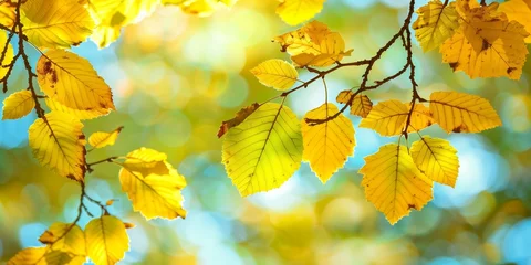 Gordijnen Autumn leaves on sunny day with beautiful bokeh effect © Mustafa