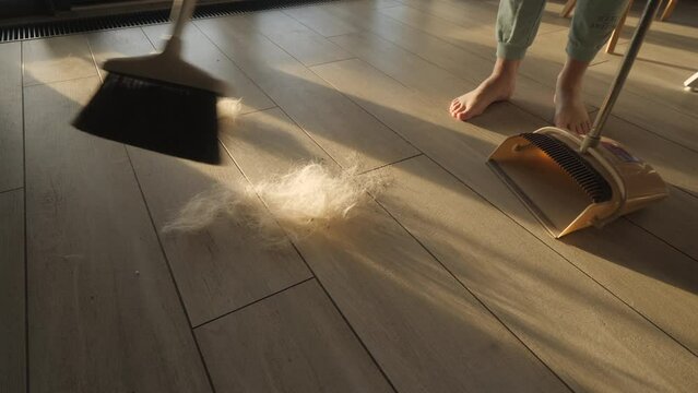 A woman sweeps the floor where there is a lot of dog hair. The dog sheds and leaves a lot of hair on the floor