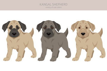 Kangal Shepherd dog puppy clipart. Different coat colors set