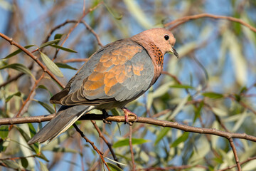 Garden birds – Laughing Dove (Rooiborsduifie) (Spilopelia senegalensis) in a Pretoria garden, South Africa