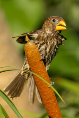 Flying Thick-billed weaver (Dikbekwewer) (Amblypspiza albifrons) in a Pretoria garden, South Africa