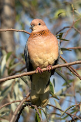 Garden birds – Laughing Dove (Rooiborsduifie) (Spilopelia senegalensis) in a Pretoria garden, South Africa