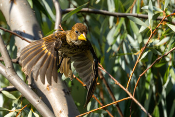 Flying Thick-billed weaver (Dikbekwewer) (Amblypspiza albifrons) in a Pretoria garden, South Africa