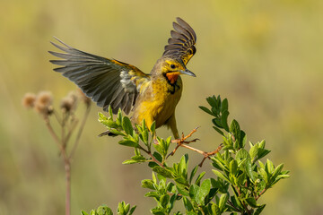 This Cape Longclaw (Oranjekeelkalkoentjie) (Macronyx capensis) boasts a beautiful orange throat and yellow body colourings), in Rietvlei Nature reserve, Pretoria, Gauteng, South Africa