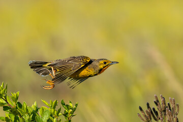 This Cape Longclaw (Oranjekeelkalkoentjie) (Macronyx capensis) boasts a beautiful orange throat and yellow body colourings), in Rietvlei Nature reserve, Pretoria, Gauteng, South Africa