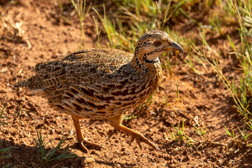 We were very lucky to see the Orange River Francolin (Kalaharipatrys) (Scleroptila levaillantoides) in Rietvlei Nature reserve, Pretoria, Gauteng, South Africa