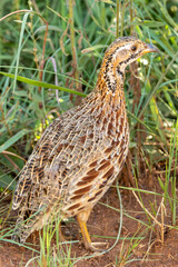 We were very lucky to see the Orange River Francolin (Kalaharipatrys) (Scleroptila levaillantoides) in Rietvlei Nature reserve, Pretoria, Gauteng, South Africa