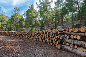 Tree stumps piled up in the woods.