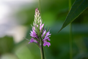 Heath spotted-orchid