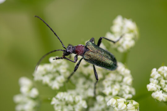 Longhorn beetle (garrotes virginea) on a flower