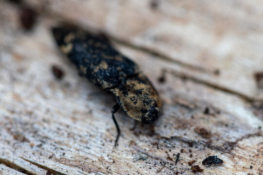 close up of a click beetle (Danosoma fasciata) on a wood