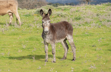 Naklejka na ściany i meble young donkeys grazing in the countryside of Nuoro in central Sardinia