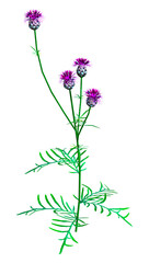 3D Rendering Centaurea Jacea Flowers on White