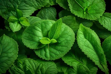 Mint leaf isolated clipping path - obrazy, fototapety, plakaty