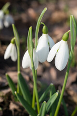 First snowdrops in spring, 8 march 