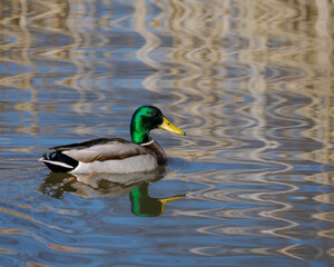 mallard duck on placid lake
