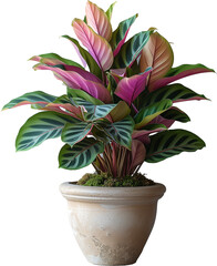 calathea beauty star