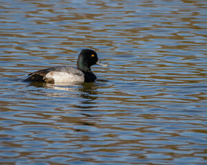Lesser scaup duck on dappled surface of lake